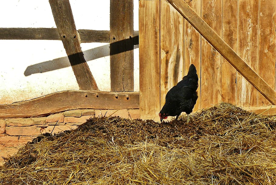 ayam cemani hen standing on brown hay during daytime, chickens, HD wallpaper