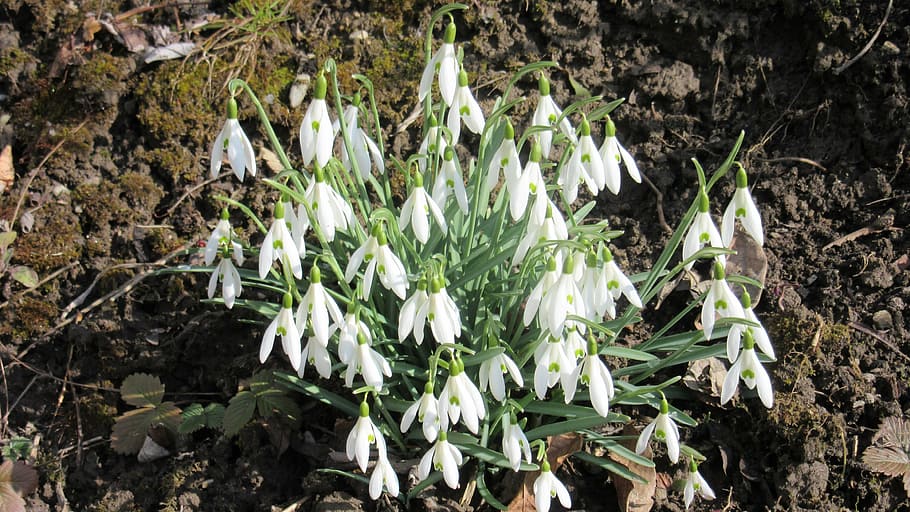 snowdrop, dewdrop, spring, spring awakening, green, white, flower HD wallpaper