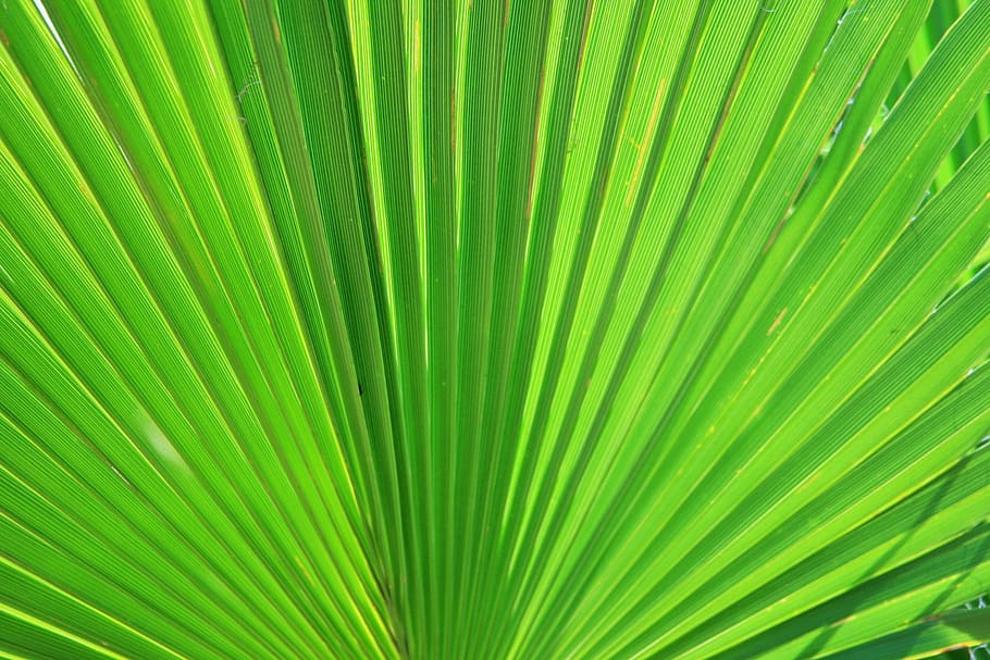 palm, leaf, fan, green, floral, radial, nature, backgrounds HD wallpaper