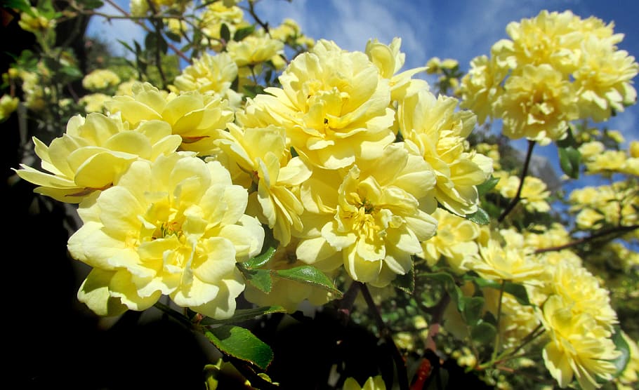 yellow rose, climbing, flower, flowering plant, freshness, close-up HD wallpaper