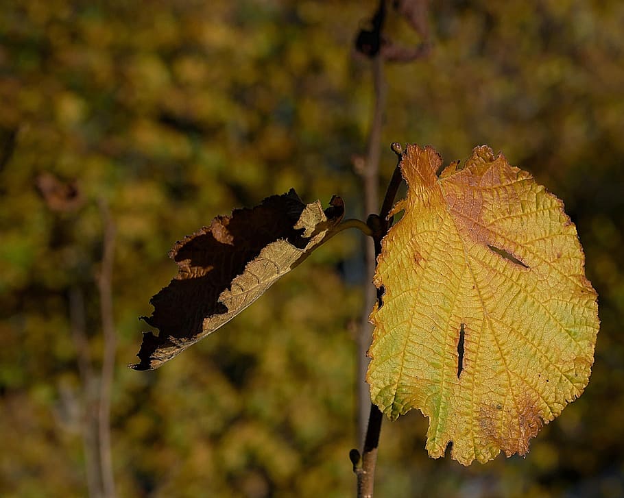 macro photography of yellow leaf, discolored, autumn, fall color HD wallpaper