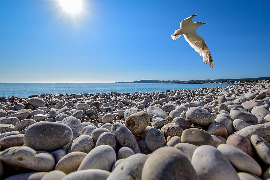 Seagull Soaring on Top of Pebble Field at Beach, close -up, flying HD wallpaper