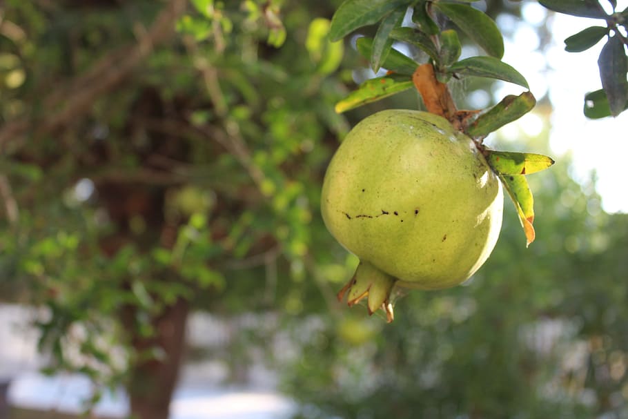 pomegranate, tree, plant, fruit, fetus, food, healthy eating HD wallpaper
