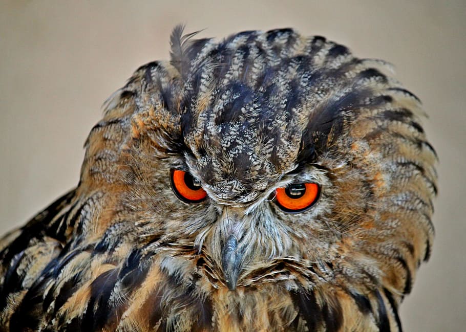 shallow focus photography of owl during daytime, eagle owl HD wallpaper