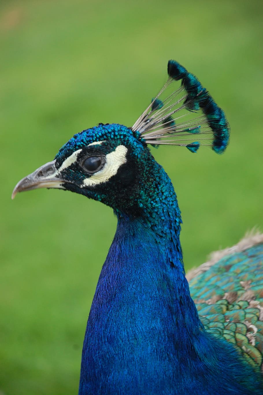 peacock, bird, animals, animal themes, one animal, animal wildlife HD wallpaper