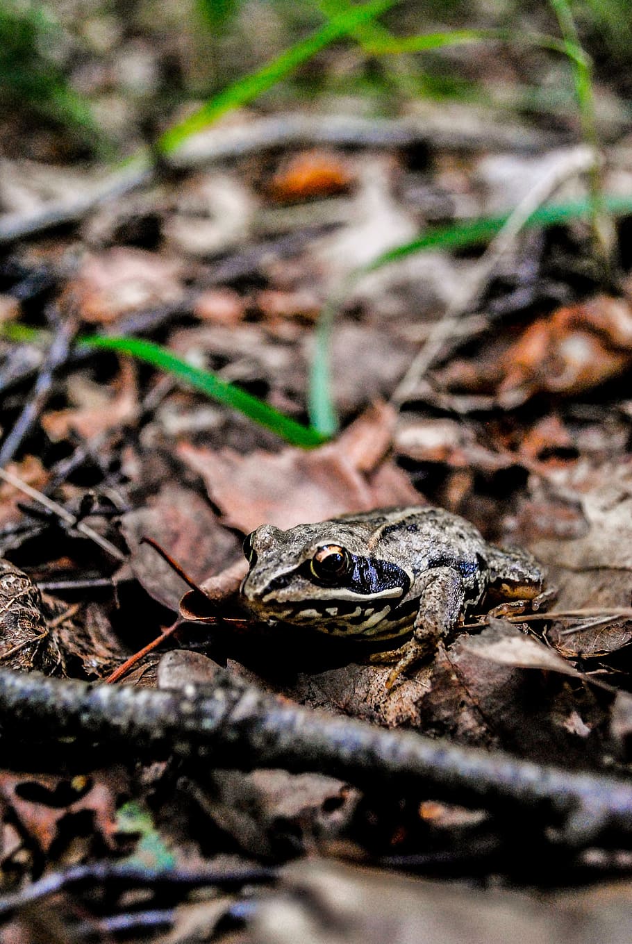 Forest, Frog, Macro, Earth, the frog, amphibian, animal, nature HD wallpaper