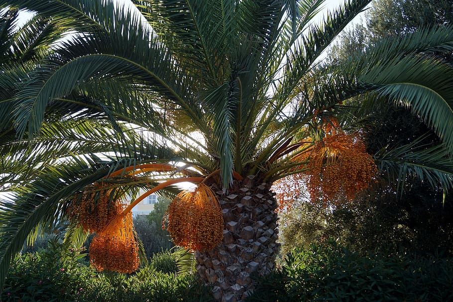 palm, dates, datlová palma, summer, mediterranean, plant, tree HD wallpaper
