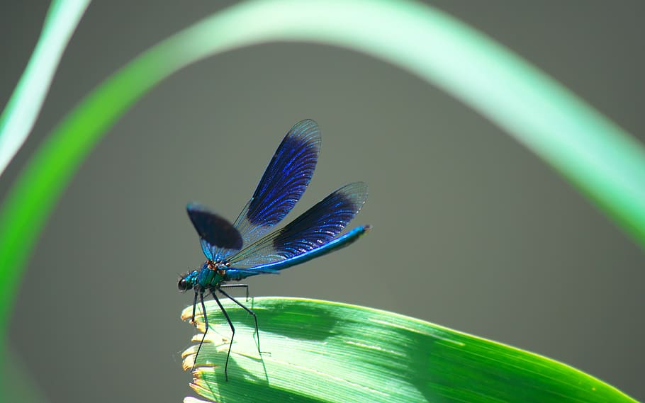 nature, insects, dragonfly, wings, macro, blue, invertebrate HD wallpaper
