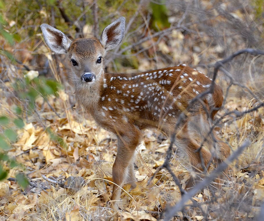 brown doe during daytime, brown deer, wild, big bend, texas HD wallpaper