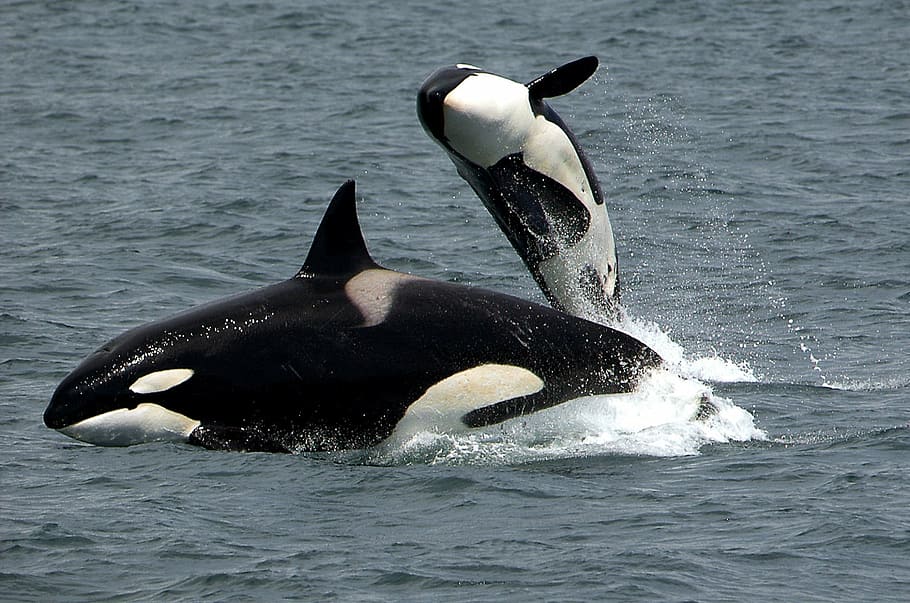 orca jumping out of water across another orca during daytime, HD wallpaper