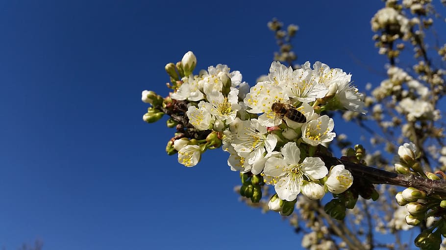 Spring, Tree, Nature, Branch, Blossom, bloom, garden, botany HD wallpaper