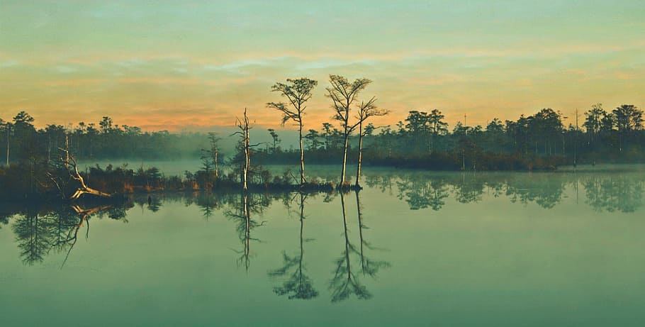 four green trees during dawn, swamp, nature, landscape, water HD wallpaper