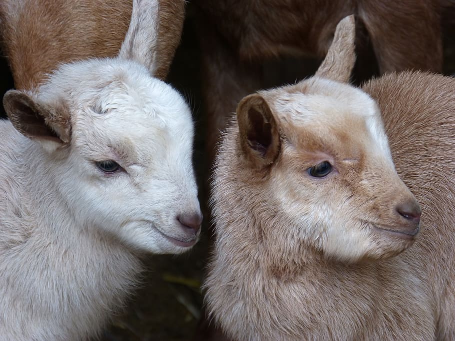 kid, goat, breeding, teddy, group of animals, mammal, animal themes HD wallpaper
