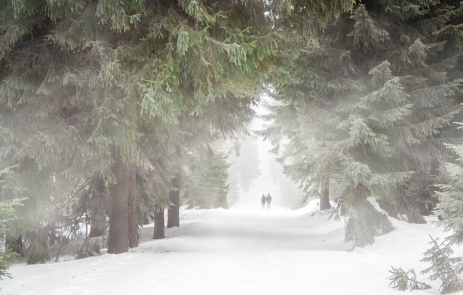 photography of green pine tree and white snow, forest, human HD wallpaper