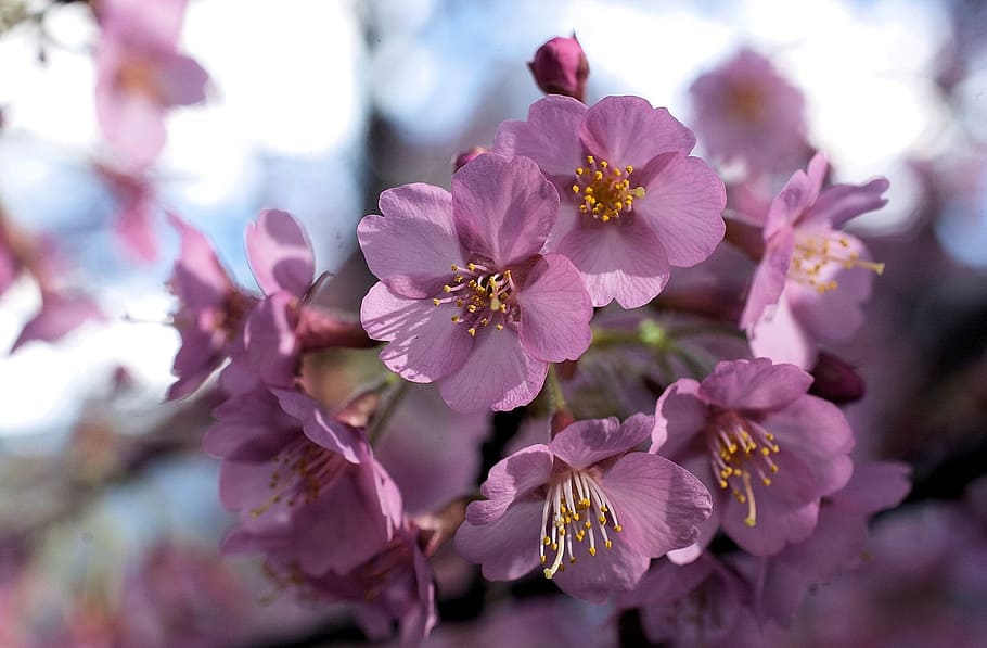 cherry blossoms, nature, spring, flowering plant, freshness HD wallpaper