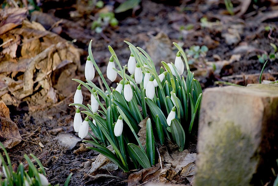 snowdrops, fresh, spring, flowers, blossom, blossoming, green HD wallpaper