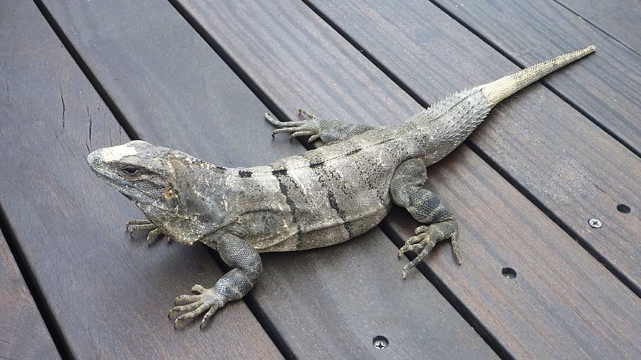 gray lizard on brown planks, Iguana, Animals, Reptile, Dragon HD wallpaper