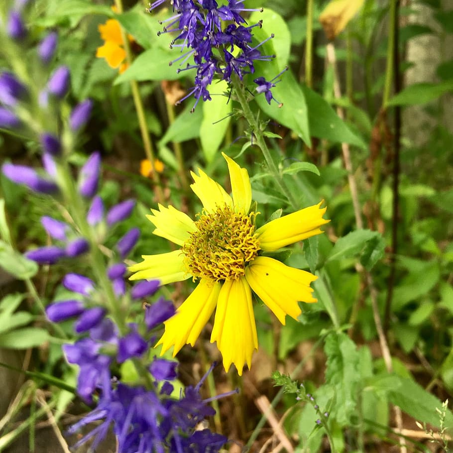 wild flower, garden, spring, flowering plant, fragility, vulnerability HD wallpaper