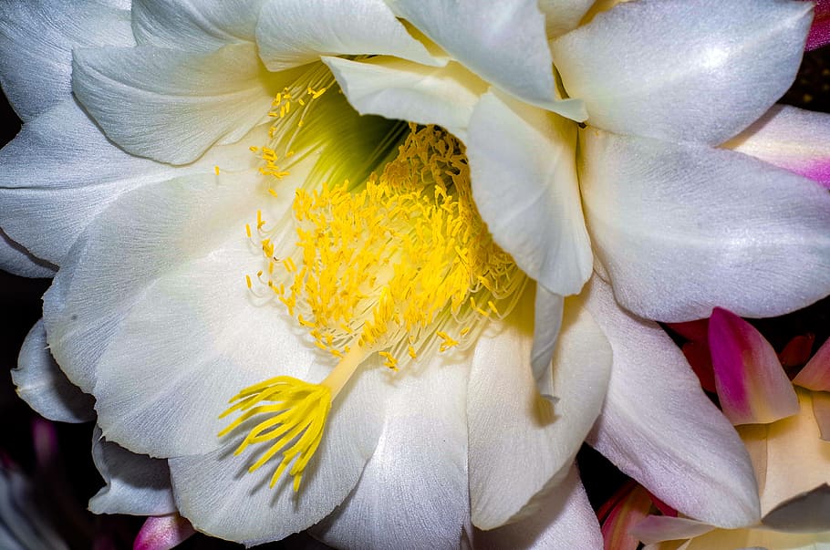 flower, cactus, bloom, nature, botanical, botany, spring, blossom HD wallpaper