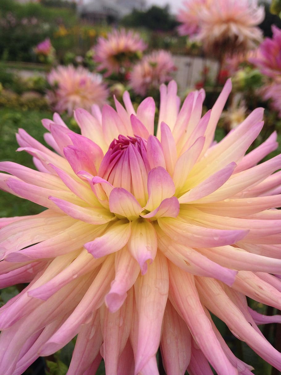 flower, beautiful, pups, pink, kakhaufen, flowering plant, vulnerability HD wallpaper