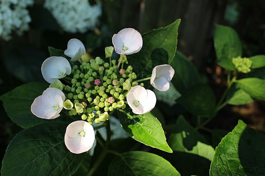 Flower, Hydrangea, Summer, freshness, nature, outdoors, leaf HD wallpaper
