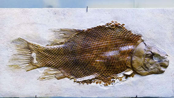 close-up photography fish skin, fossil, petrification, skeleton HD wallpaper