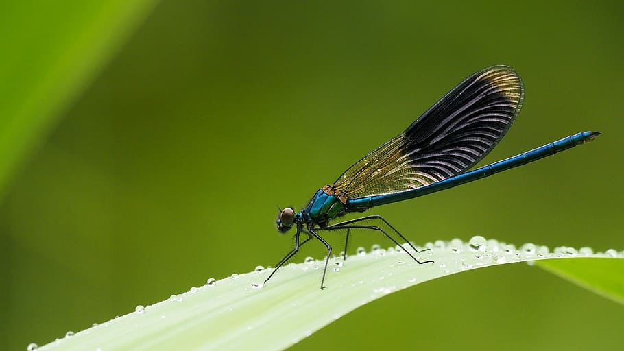 blue damselfly perching on green leaf, Nature, Insects, Dragonfly HD wallpaper