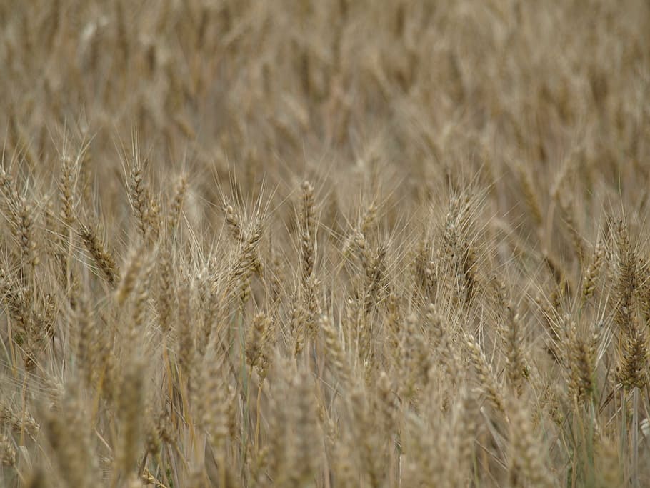 Wheat Field, Spike, Cereals, cornfield, arable, wheat spike HD wallpaper