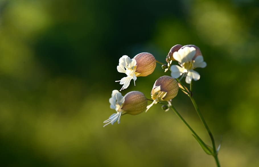 white petaled flowers, grass, nature, wild flowers, garden HD wallpaper