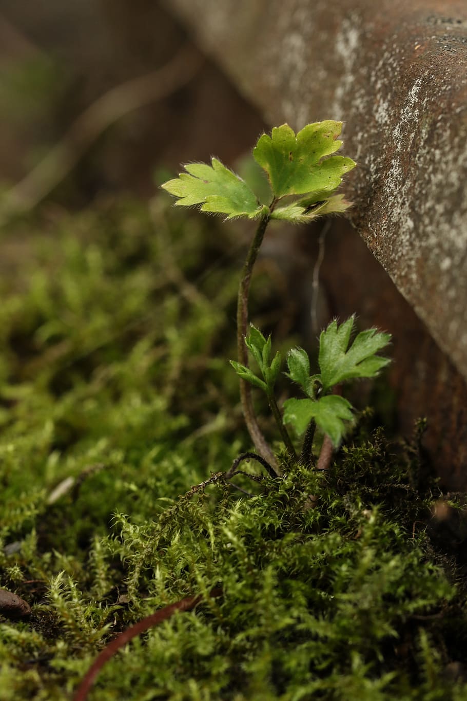 growth, small, green, moss, plant, green color, plant part HD wallpaper