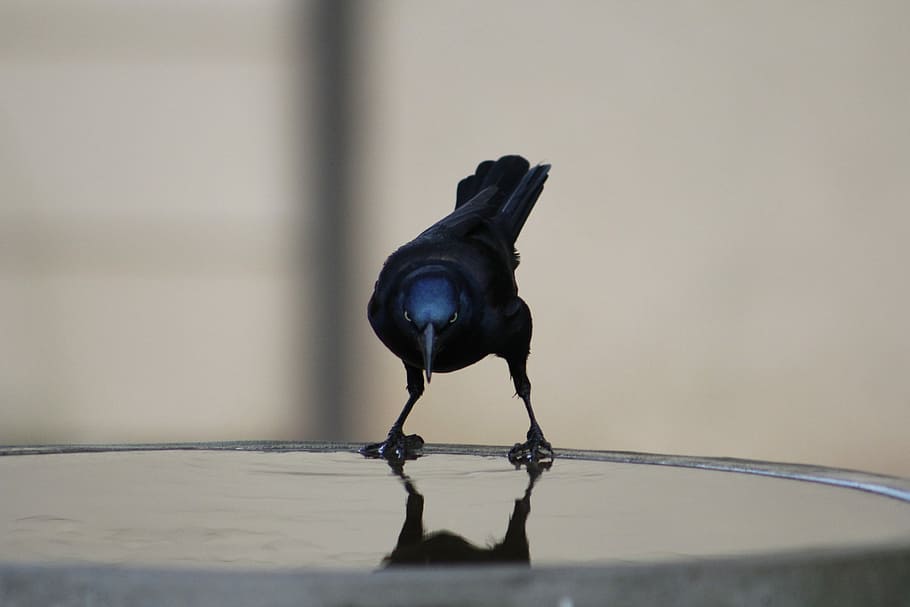 common grackle, bird, nature, wildlife, animal, no people, animal representation HD wallpaper