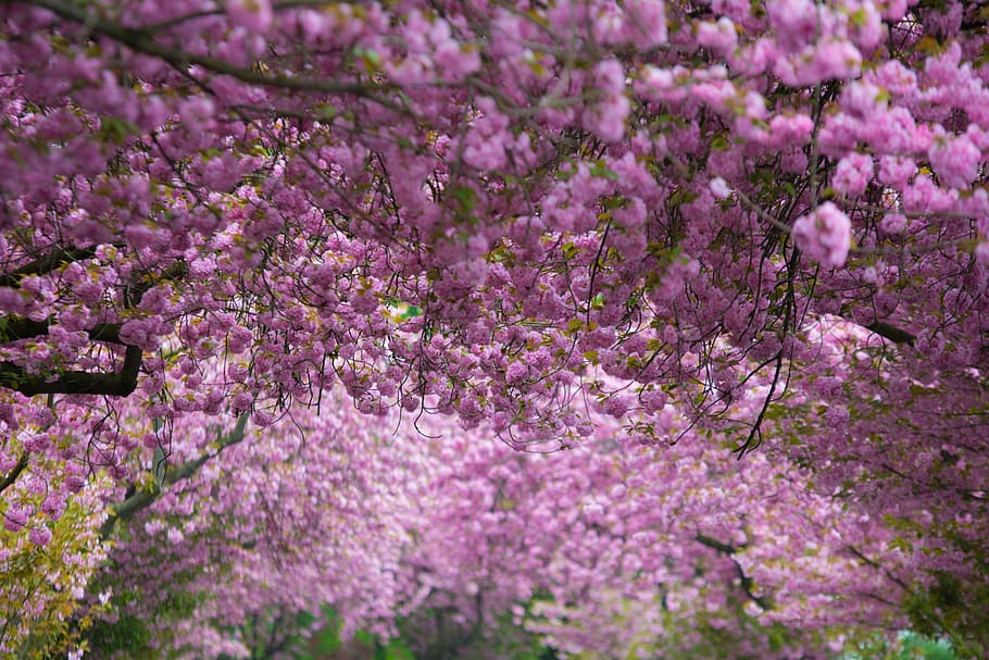 cherry blossoms, pink, purple, spring, bloom, flower, flowering plant HD wallpaper