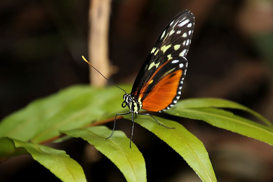butterfly, bug, wings, orange butterfly, animal wildlife, insect HD wallpaper