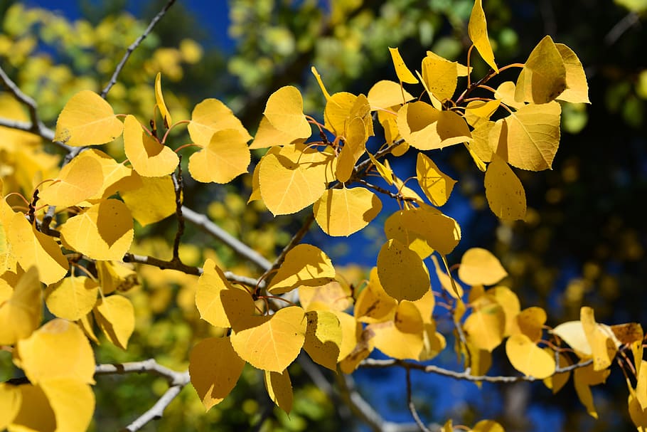 yellow leaves, aspen, autumn, fall, nature, tree, leaf, season HD wallpaper