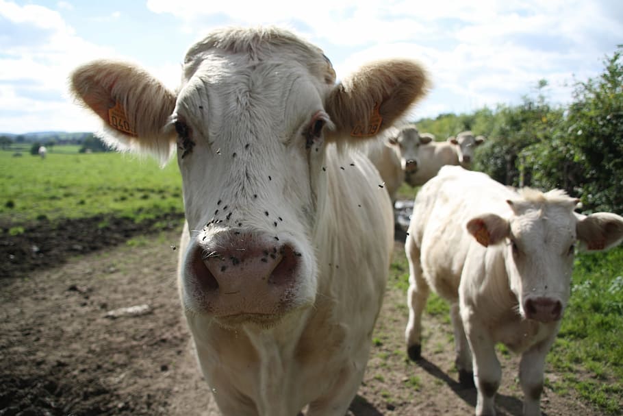 cows, animals, mammal, domestic, domestic animals, livestock HD wallpaper