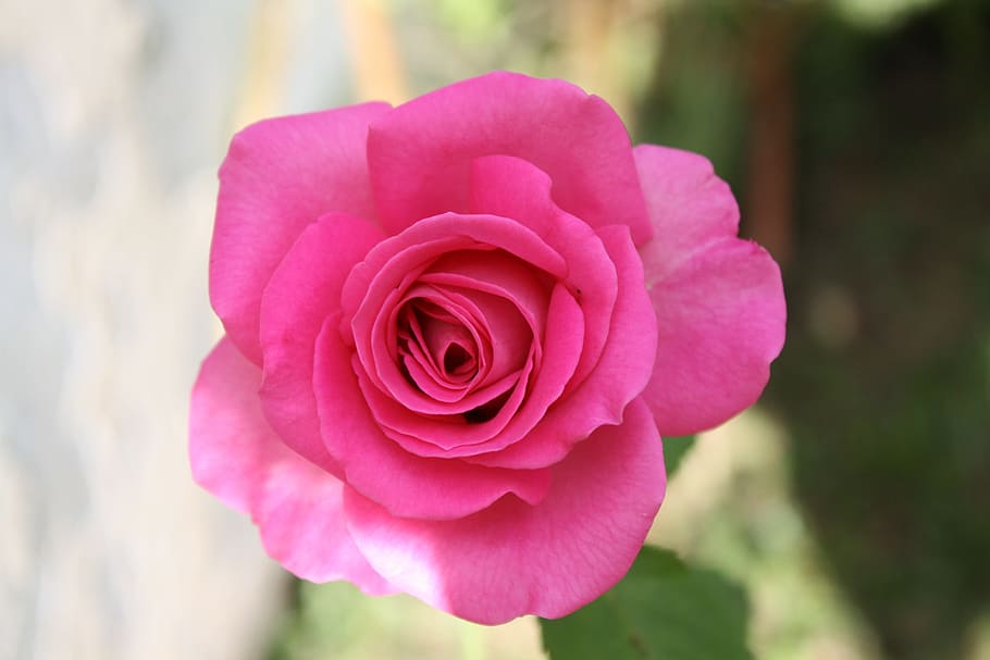 rosa, petals, garden, flower, flowering plant, beauty in nature HD wallpaper