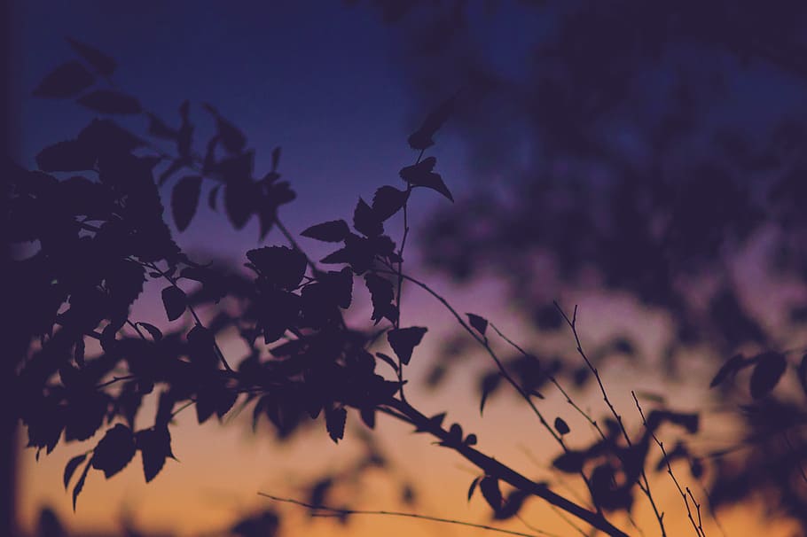 silhouette photo of tree leaves, gradient, sky, sunset, light HD wallpaper