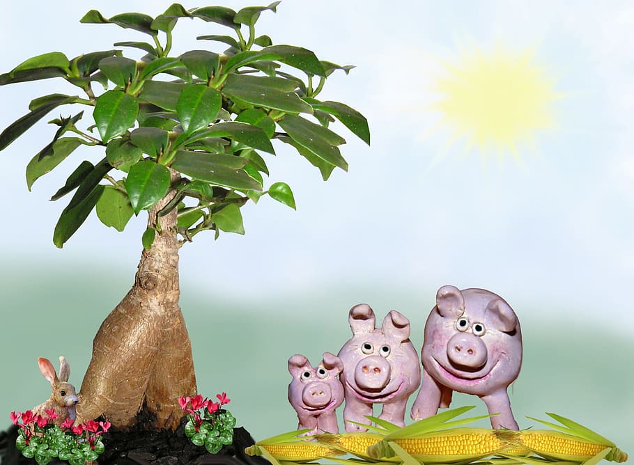 pigs, corn, field, plant, leaf, flower, nature, growth, flowering plant HD wallpaper