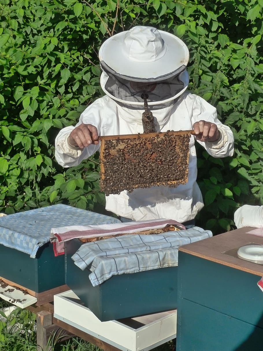 beekeeper, breeding aflegger, bees, plant, nature, day, container HD wallpaper