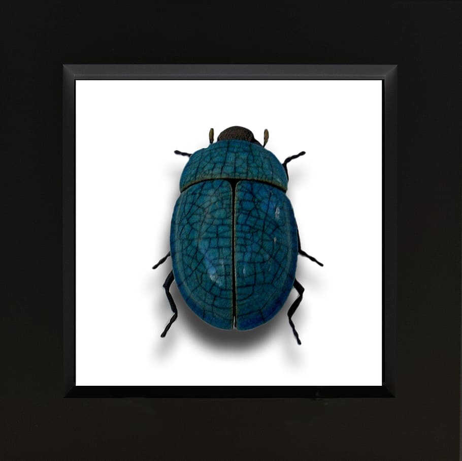 Ceramic, Beetle, Insect, Animal, art, blue, science, no people HD wallpaper