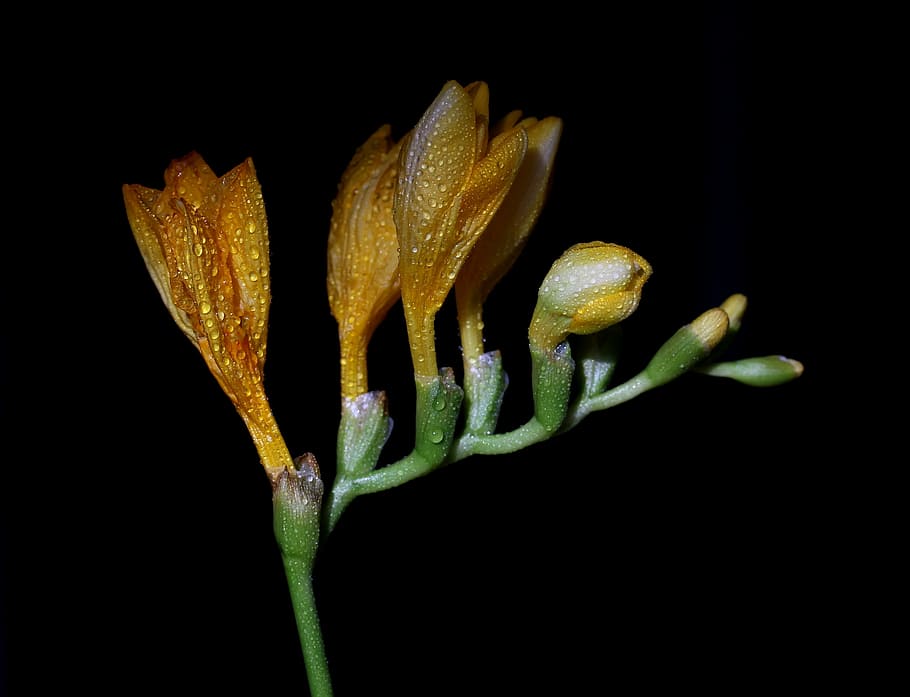 sia, yellow, flower, drops, black background, close-up, no people HD wallpaper