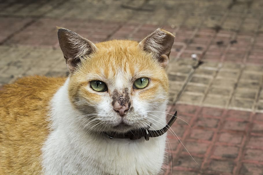 cat, feline, cute cat, mammal, one animal, domestic animals HD wallpaper
