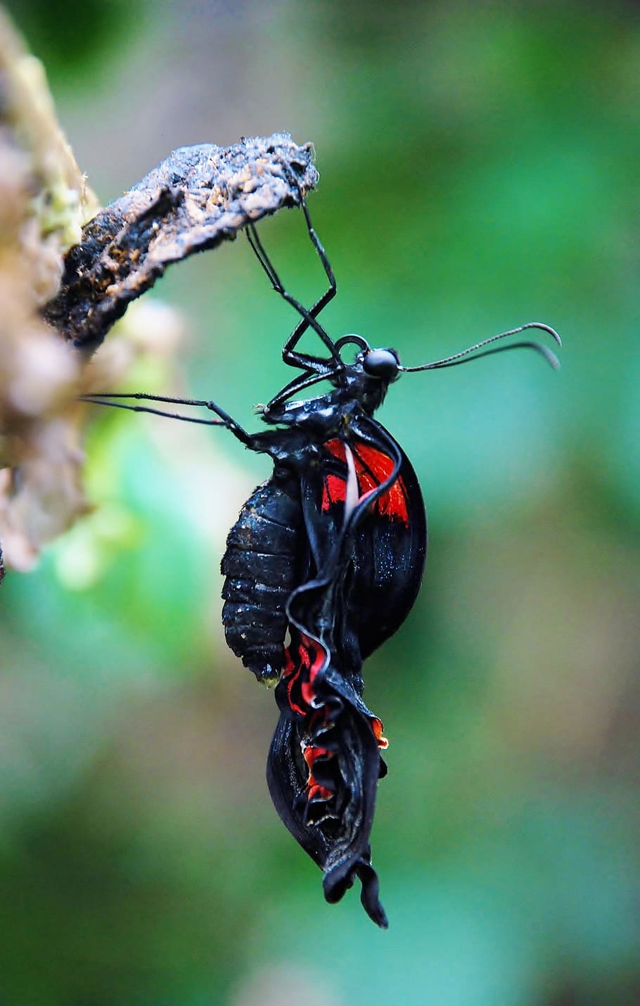 brown and red butterfly on black tree leaf, insect, wing, wildlife HD wallpaper