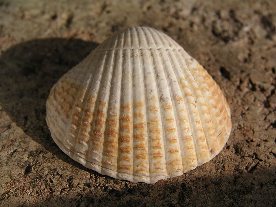 cockle, shell, beach, close-up, seashell, land, animal shell HD wallpaper