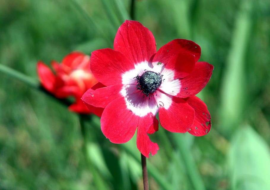 spring, flower, garden, nature, petals, flowering, red, flowering plant HD wallpaper