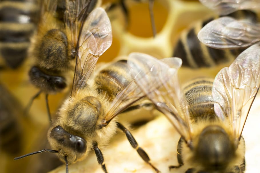 swarm of honeybees, ul, insect, distributional effects, pollen HD wallpaper