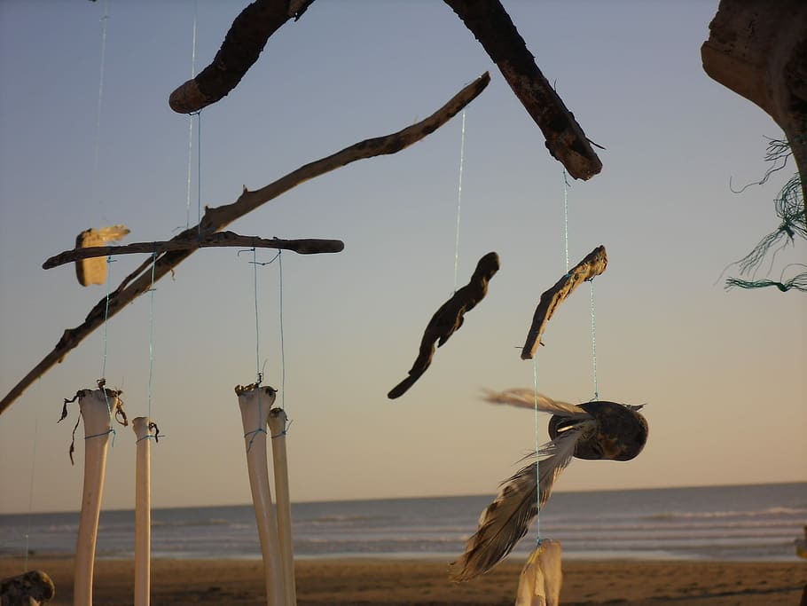 Beach, Flotsam, Rest, abendstimmung, art, water, sea, animal wildlife HD wallpaper