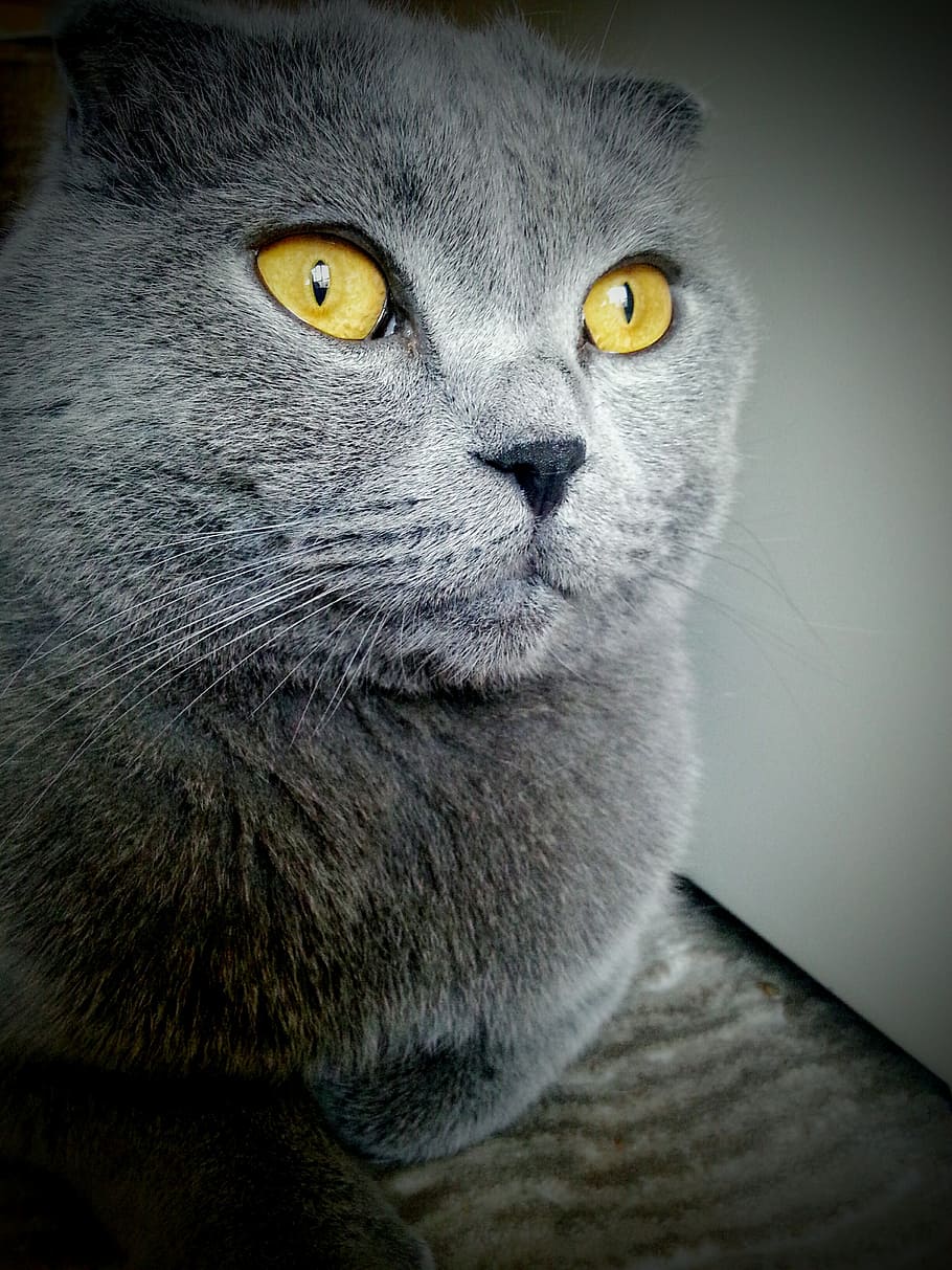 swore, and, eternal, one animal, cat, domestic cat, animal themes HD wallpaper