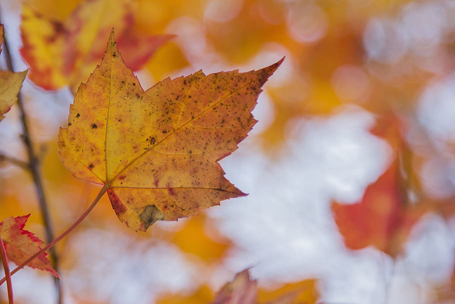 Mapple, Fall, Canada, Orange, orange leaves, leaf, nature, quebec, HD wallpaper