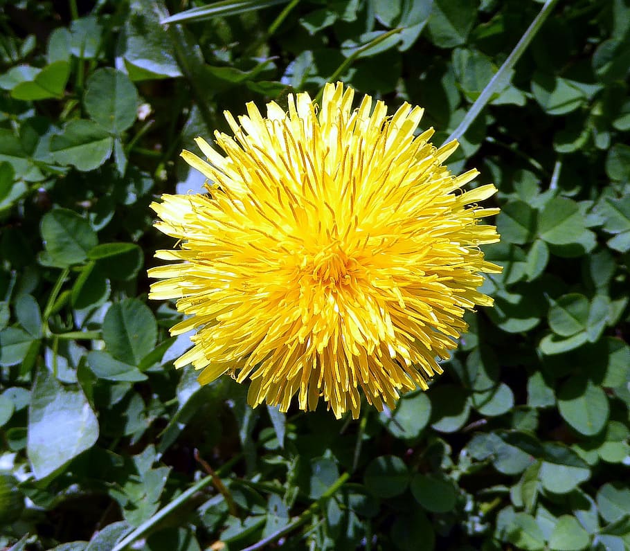 Dandelion, Yellow, Blossom, Bloom, Macro, spring meadow, nature HD wallpaper